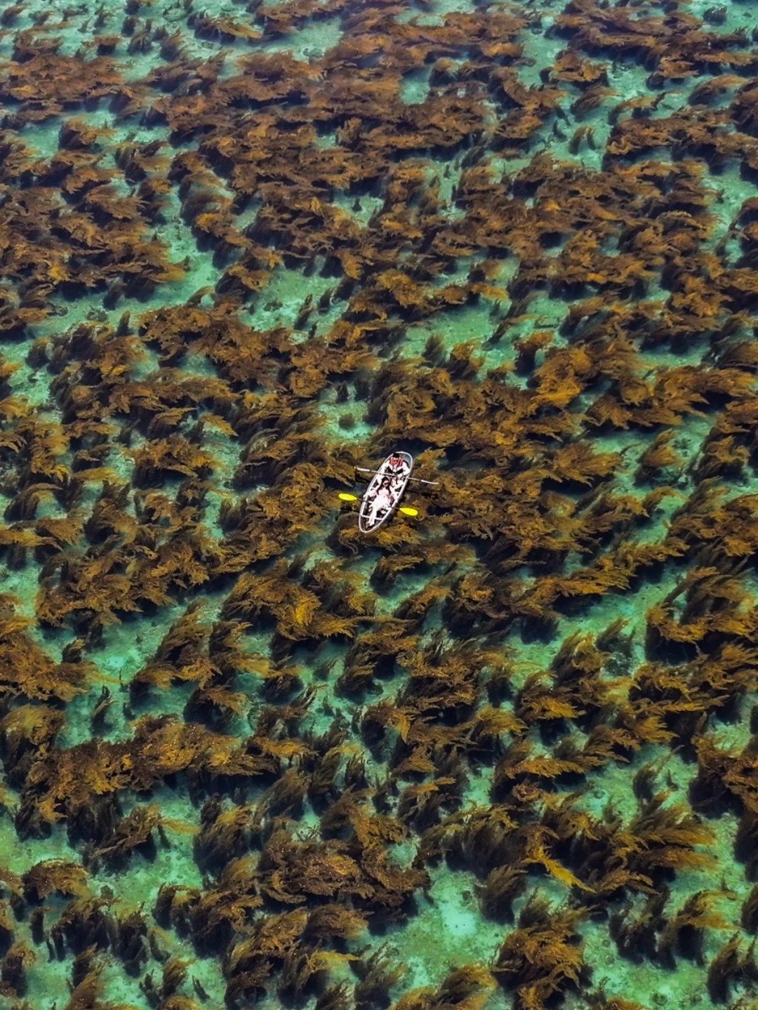 接下来就是涠洲岛的限时美景，海底森林玻璃